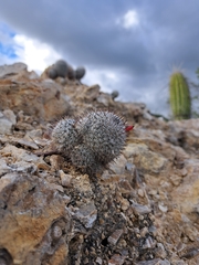 Mammillaria haageana