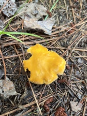 Cantharellus enelensis