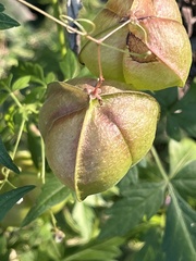 Cardiospermum halicacabum