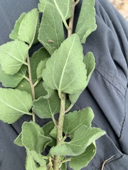 Brickellia monocephala