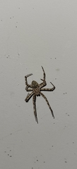 Araneus cavaticus