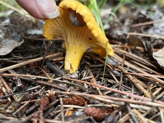 Cantharellus enelensis