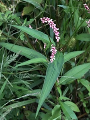 Persicaria extremiorientalis