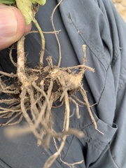 Brickellia monocephala