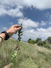 Brickellia monocephala