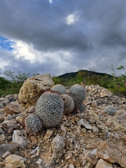 Mammillaria haageana
