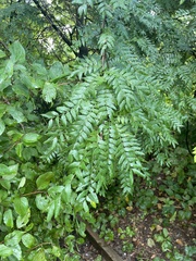 Gleditsia triacanthos triacanthos
