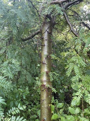 Gleditsia triacanthos triacanthos