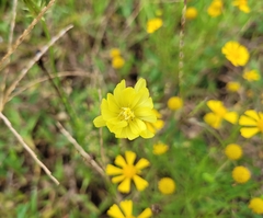 Pyrrhopappus carolinianus
