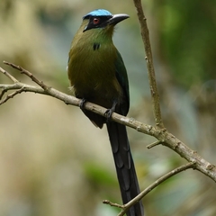 Momotus aequatorialis