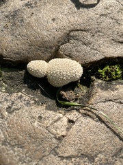 Lycoperdon curtisii