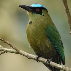 Momotus aequatorialis