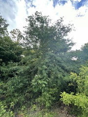 Gleditsia triacanthos triacanthos