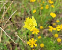 Pyrrhopappus carolinianus
