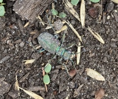 Cicindela limbalis