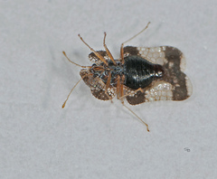 Corythucha cydoniae