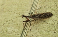 Gonatista grisea