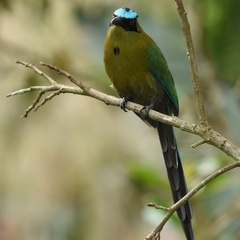 Momotus aequatorialis