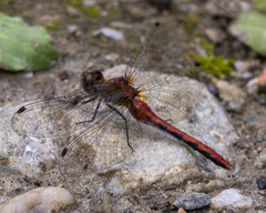 Sympetrum obtrusum