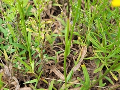 Pyrrhopappus carolinianus