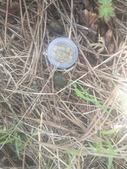 Sylvilagus cunicularius