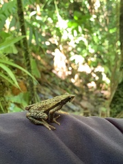 Atelopus laetissimus