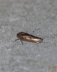 Ponana