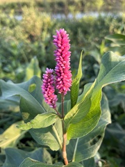 Persicaria amphibia