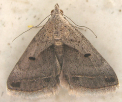 Acantholipes trimeni