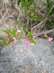 Bridgesia incisifolia