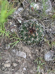 Echinofossulocactus