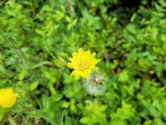 Pyrrhopappus carolinianus