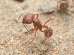 Pogonomyrmex occidentalis