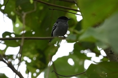 Pachyramphus polychopterus