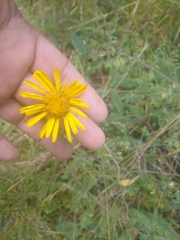 Heterotheca inuloides