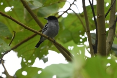 Pachyramphus polychopterus