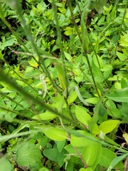 Pyrrhopappus carolinianus