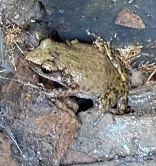 Eleutherodactylus campi