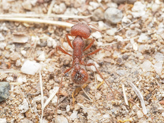 Pogonomyrmex occidentalis