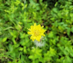 Pyrrhopappus carolinianus