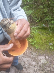 Neoboletus