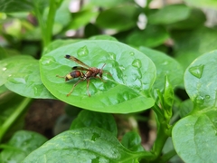 Polistes stigma