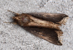 Ercheia