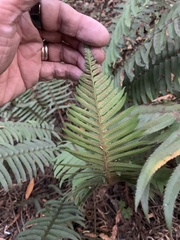 Polystichum imbricans