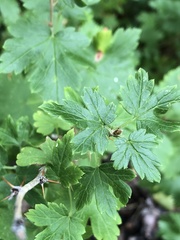 Ribes oxyacanthoides