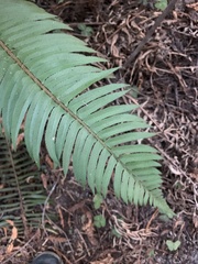 Polystichum imbricans