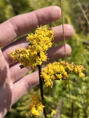Solidago arguta