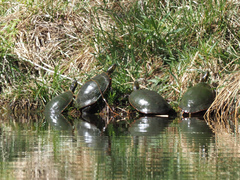 Chrysemys picta bellii