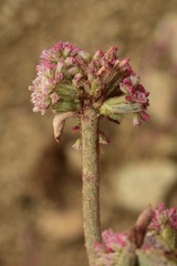 Eriogonum cithariforme