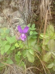 Pinguicula moranensis